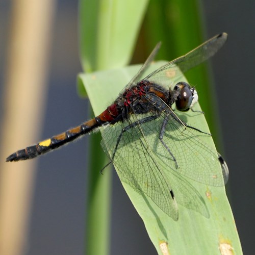 Leucorrhinia pectoralis [L.]在RikenMon的自然指南