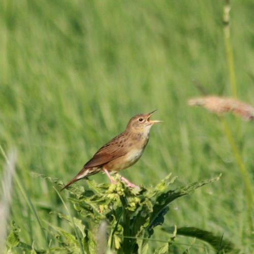 Sprinkhaanzangerop RikenMon's Natuurgids