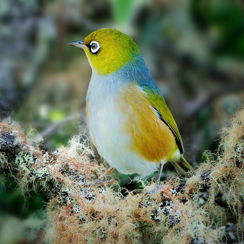 Ojiblanco de lomo grisEn la Guía-Naturaleza de RikenMon