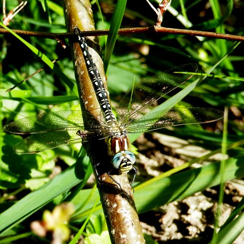 Früher SchilfjägerAuf RikenMons Nature-Guide