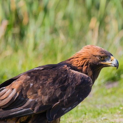Águila realEn la Guía-Naturaleza de RikenMon