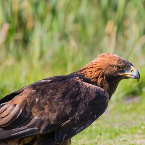 Aquila realesu guida naturalistica di RikenMon