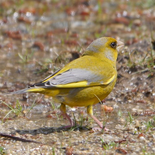 GrünfinkAuf RikenMons Nature-Guide