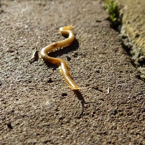 Stigmatogaster subterranea [L.]En la Guía-Naturaleza de RikenMon