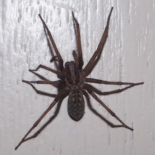 Tegenaria atrica [L.]на Nature-Guide RikenMon в