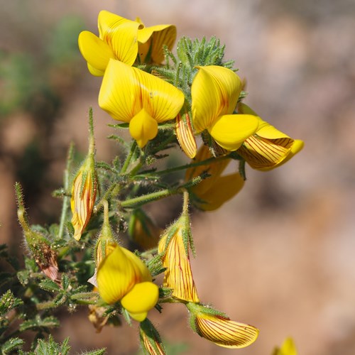 Ononis talaverae [L.]op RikenMon's Natuurgids