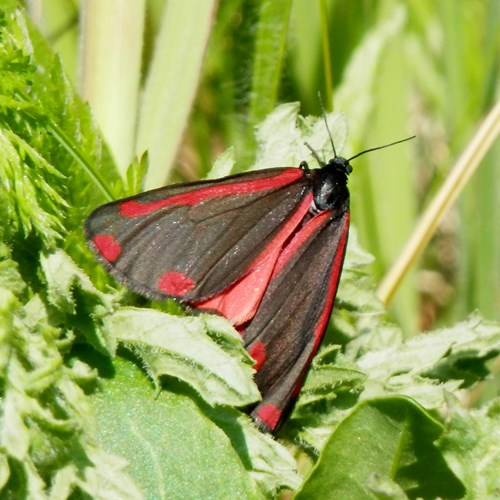 Cinnabar mothon RikenMon's Nature-Guide