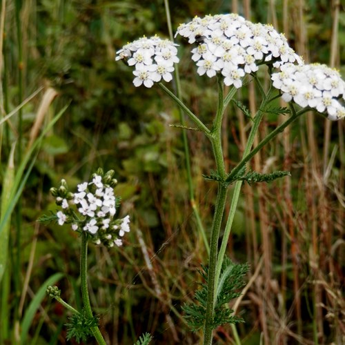 Achillée millefeuilleSur le Nature-Guide de RikenMon