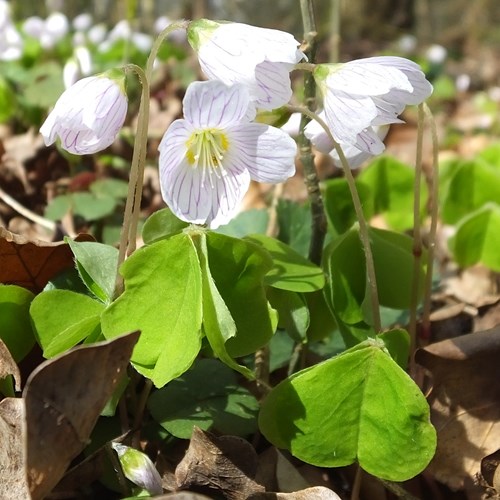 Oxalis acetosella [L.]Em Nature-Guide de RikenMon