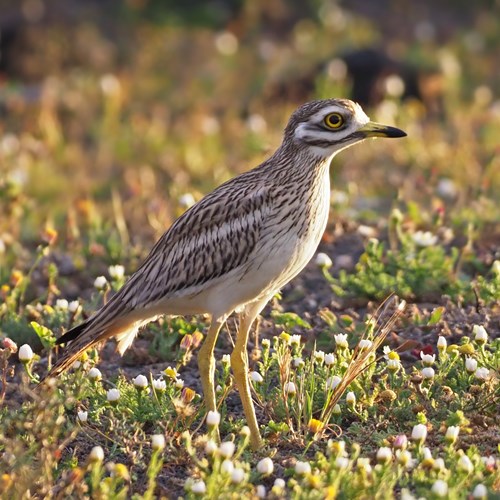 Alcaraván comúnEn la Guía-Naturaleza de RikenMon