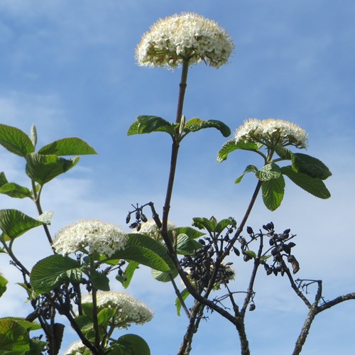 Viburnum lantana [L.]En la Guía-Naturaleza de RikenMon