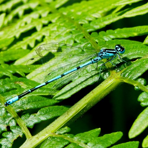 Coenagrion puella [L.]Em Nature-Guide de RikenMon