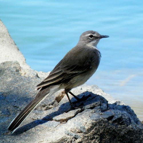 Lavandera de el CaboEn la Guía-Naturaleza de RikenMon