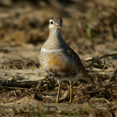 Morinelplevierop RikenMon's Natuurgids