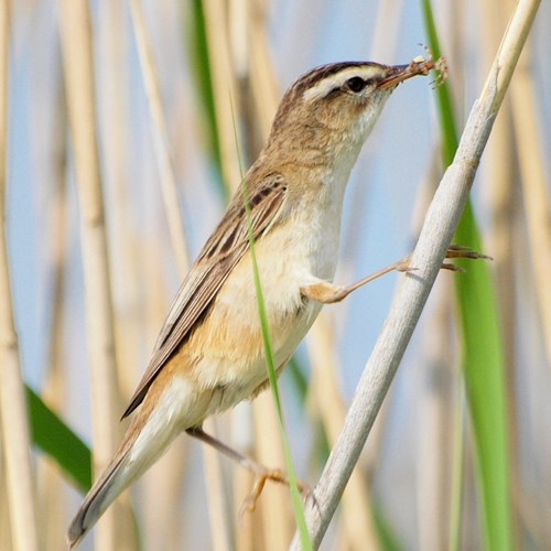 Phragmite des joncsSur le Nature-Guide de RikenMon