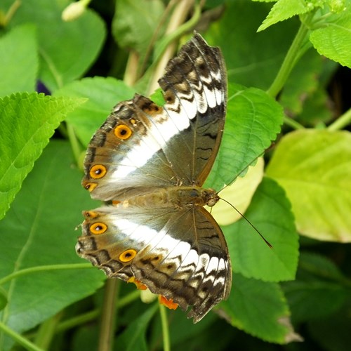 Vindula dejone [L.]En la Guía-Naturaleza de RikenMon