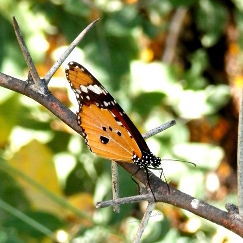 Kleine monarchvlinderop RikenMon's Natuurgids