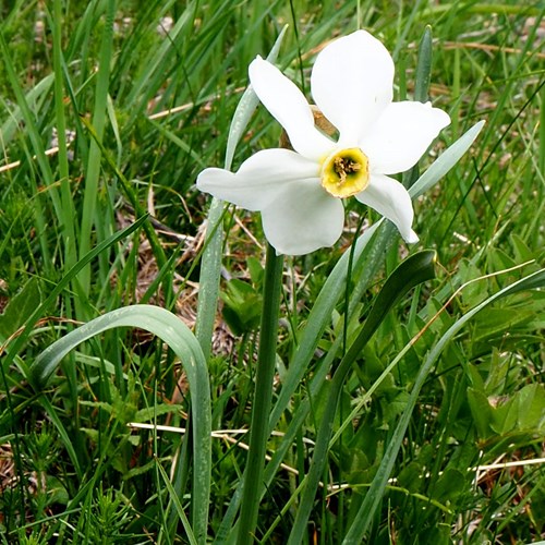 Narcissus poeticus {L.]在RikenMon的自然指南