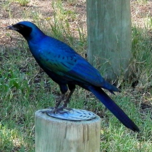 Grote glansspreeuwop RikenMon's Natuurgids