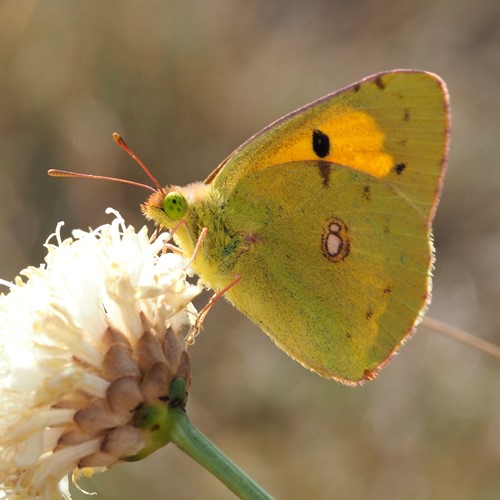 Colias hyale [L.]Em Nature-Guide de RikenMon