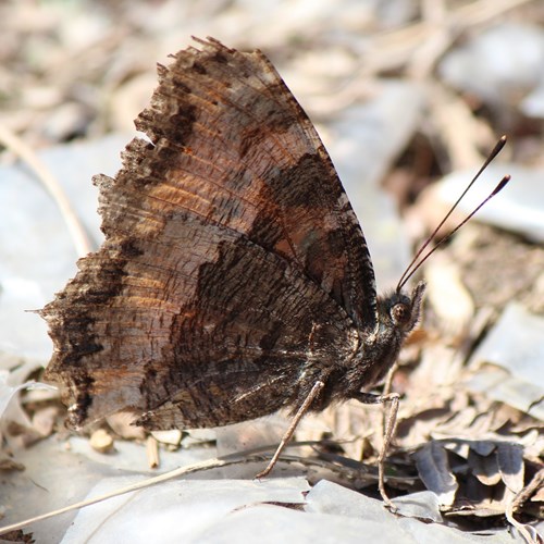 Nymphalis xanthomelas [L.]En la Guía-Naturaleza de RikenMon