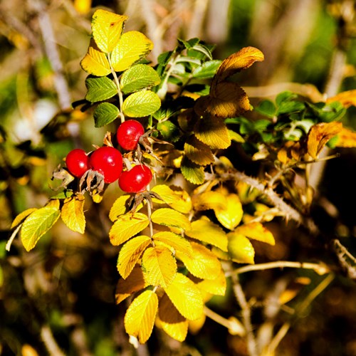 Rosal silvestreEn la Guía-Naturaleza de RikenMon