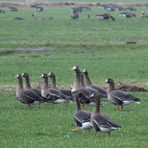 White-fronted gooseon RikenMon's Nature-Guide