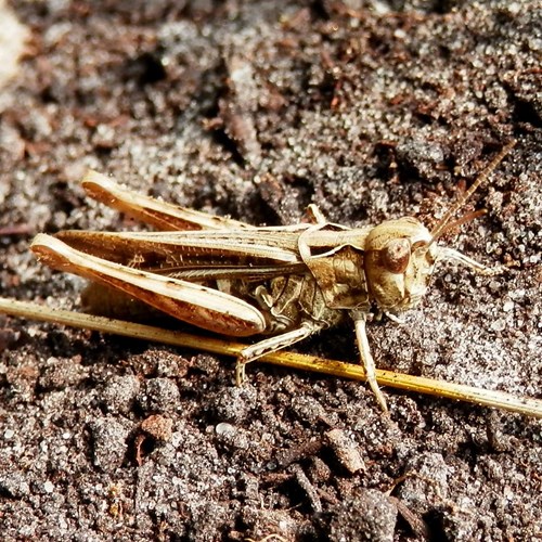 Glyptobothrus biguttulus [L.]на Nature-Guide RikenMon в