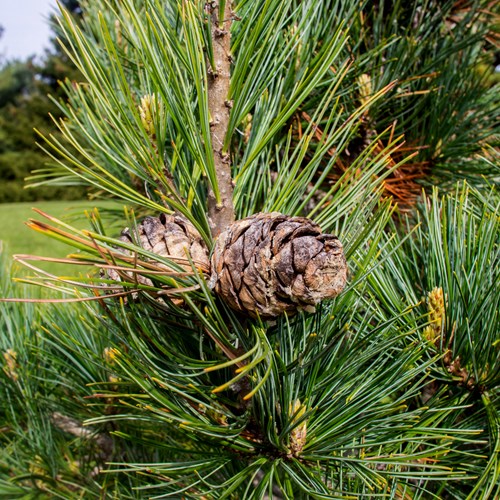 Pinus cembra [L.]在RikenMon的自然指南