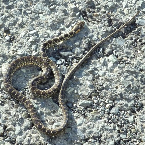 Culebra de herraduraEn la Guía-Naturaleza de RikenMon