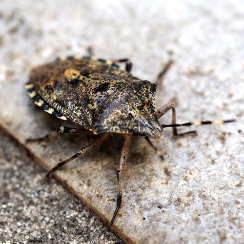 Rhaphigaster nebulosa [L.]su guida naturalistica di RikenMon