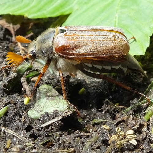 Meikeverop RikenMon's Natuurgids