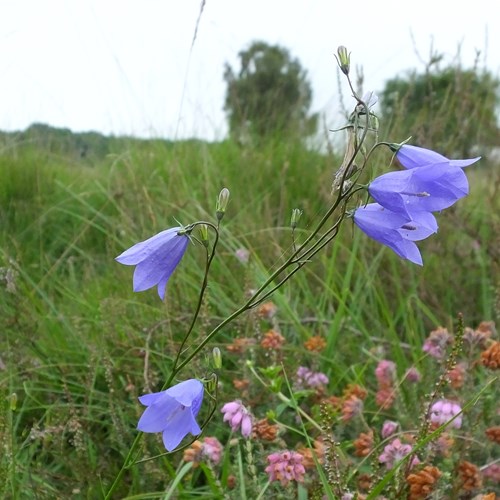 Campanula soldanellasu guida naturalistica di RikenMon