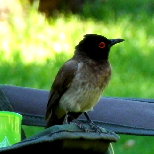 Bulbul frontenerasu guida naturalistica di RikenMon