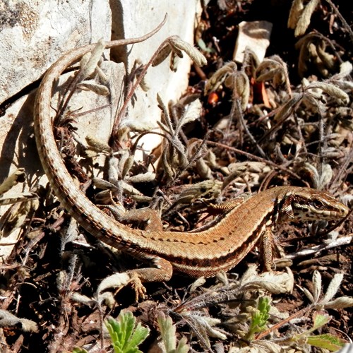 Lucertola muraiolasu guida naturalistica di RikenMon