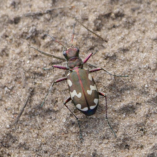 Bronzen zandloopkeverop RikenMon's Natuurgids