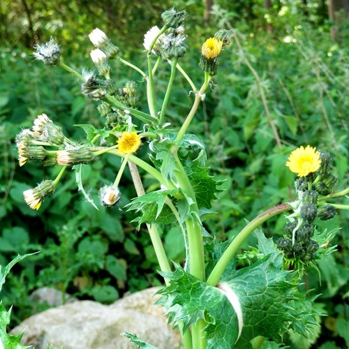 Sonchus asper [L.]En la Guía-Naturaleza de RikenMon