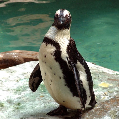 Pingüino magallánicoEn la Guía-Naturaleza de RikenMon