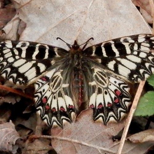 Polissenasu guida naturalistica di RikenMon