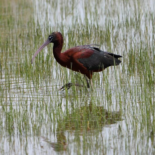 Zwarte ibisop RikenMon's Natuurgids