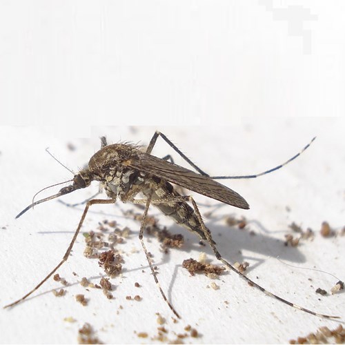 Mosquito trompeteroEn la Guía-Naturaleza de RikenMon