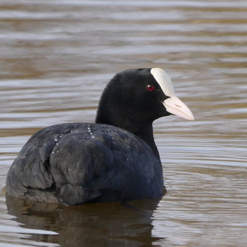 Foulque macrouleSur le Nature-Guide de RikenMon