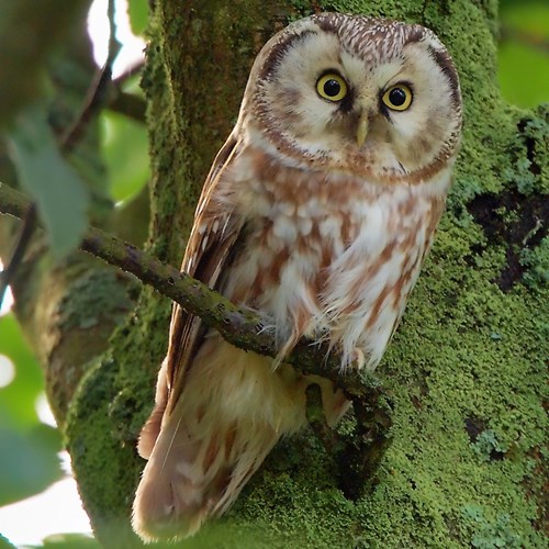 Civetta capogrossosu guida naturalistica di RikenMon