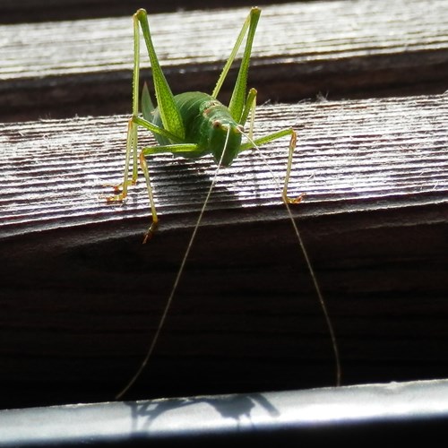 Leptophyes punctatissima [L.]En la Guía-Naturaleza de RikenMon