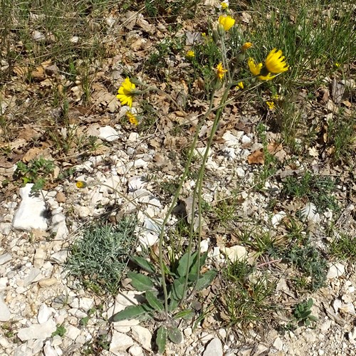 Hieracium pilosella [L.]su guida naturalistica di RikenMon