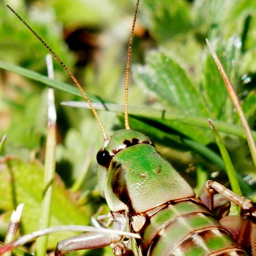 Small Alpine Bush-cricketon RikenMon's Nature-Guide