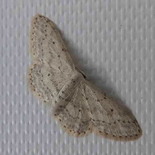 Idaea seriata [L.]En la Guía-Naturaleza de RikenMon