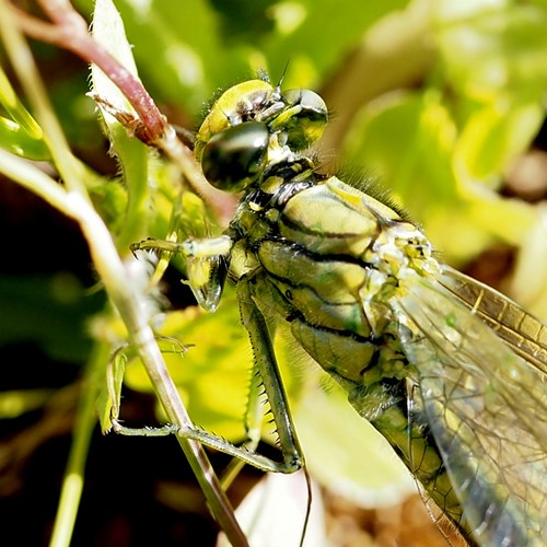 Gomphus pulchellus [L.]на Nature-Guide RikenMon в