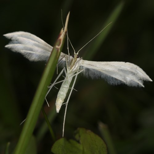 Pterophorus pentadactyla [L.]在RikenMon的自然指南