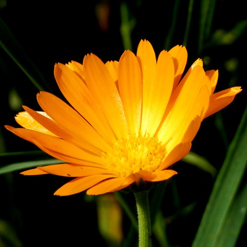 Calendula arvensis [L.]在RikenMon的自然指南